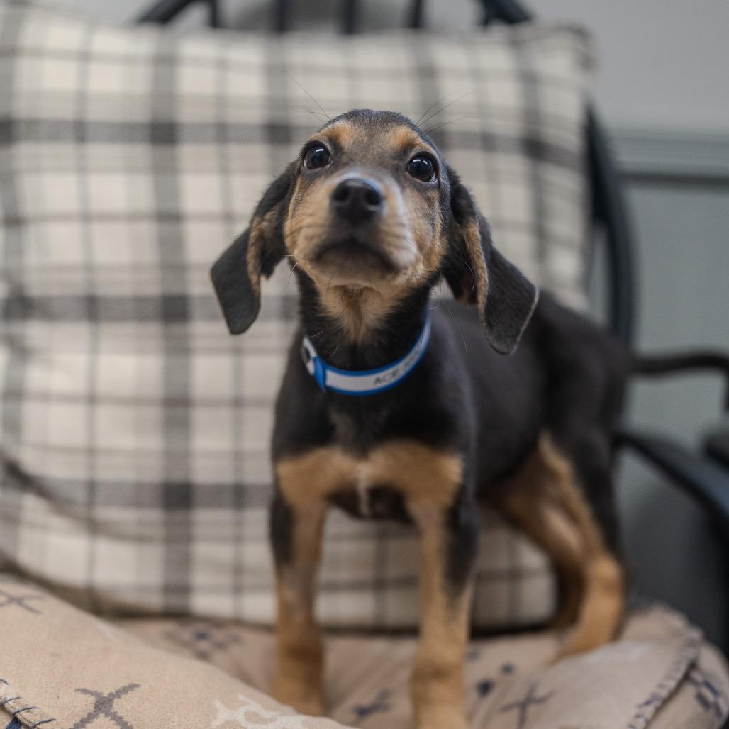 Ace, a Adoptable mixed breed in Pawling, NY image 4/6