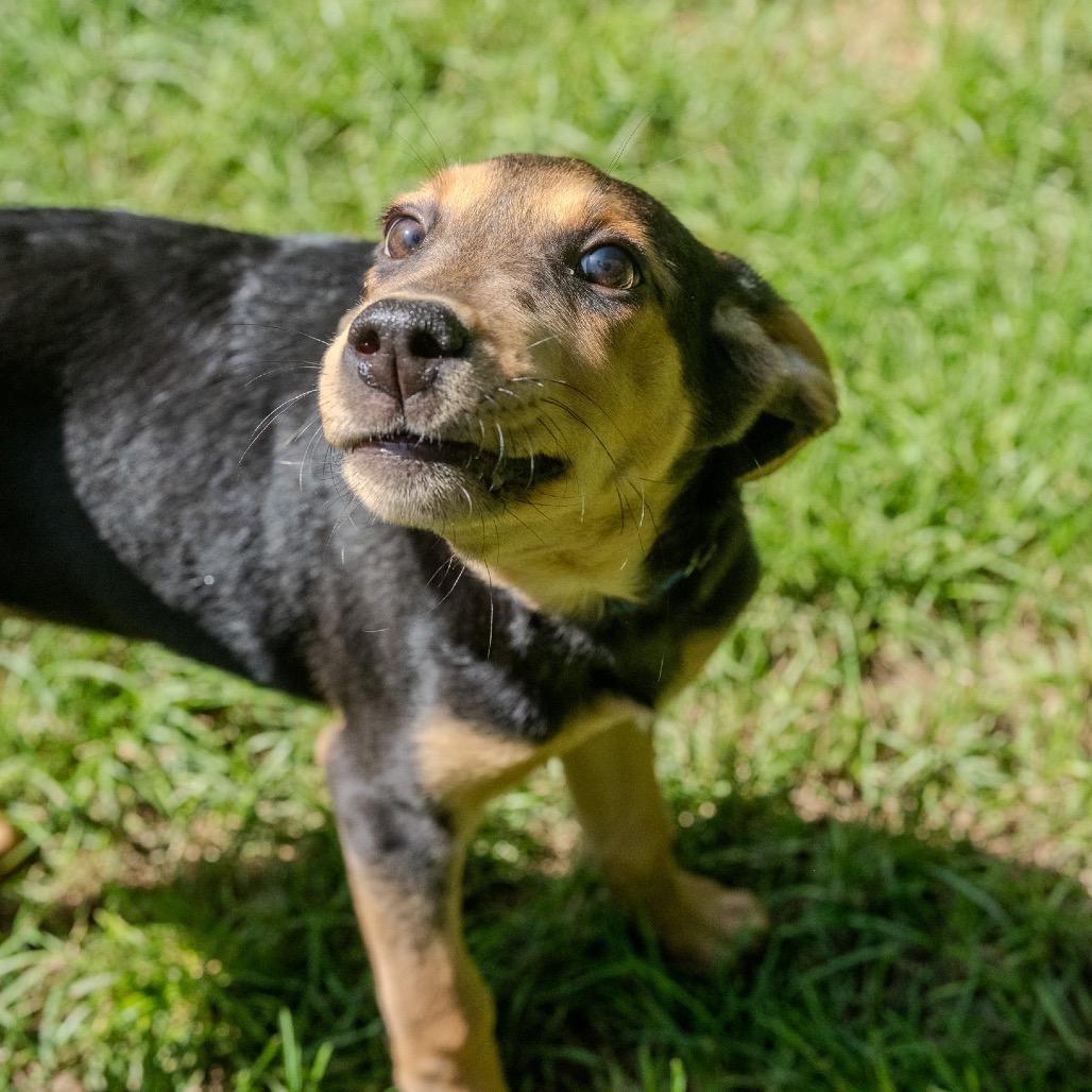Ace, a Adoptable mixed breed in Pawling, NY image 4/6