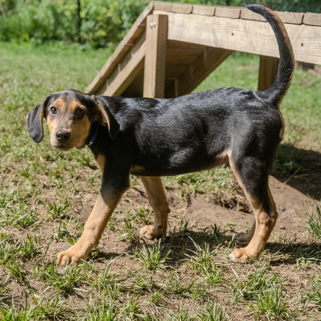 Ace, a Adoptable mixed breed in Pawling, NY image 5/6