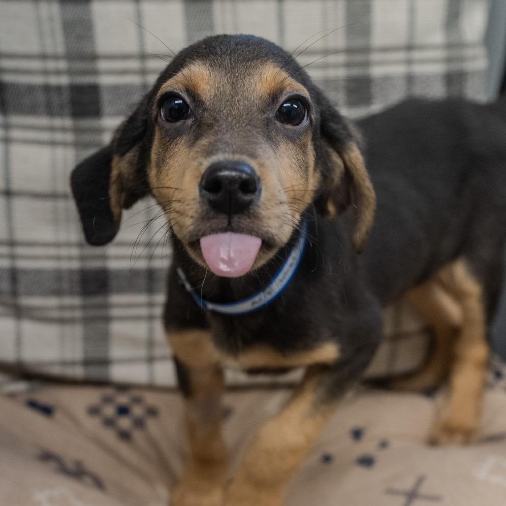 Ace, a Adoptable mixed breed in Pawling, NY image 5/6