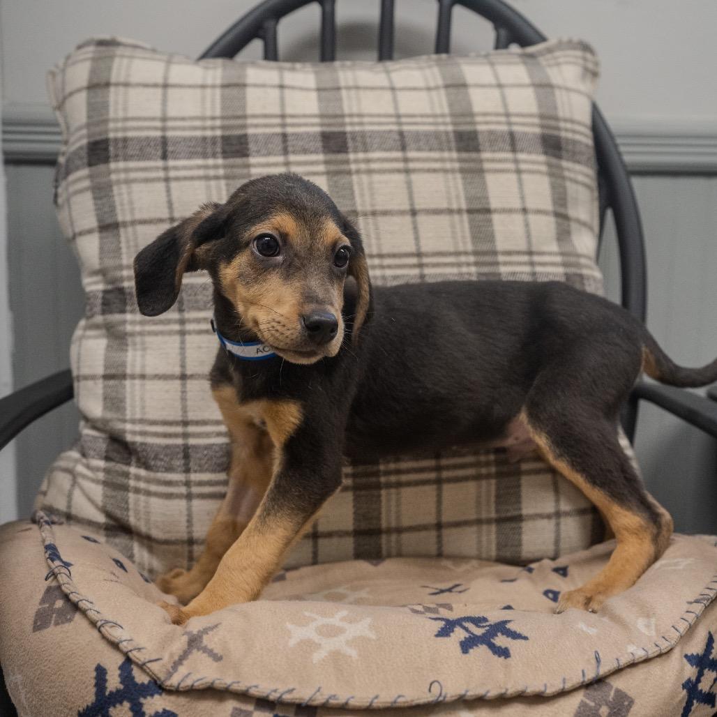 Ace, a Adoptable mixed breed in Pawling, NY image 6/6
