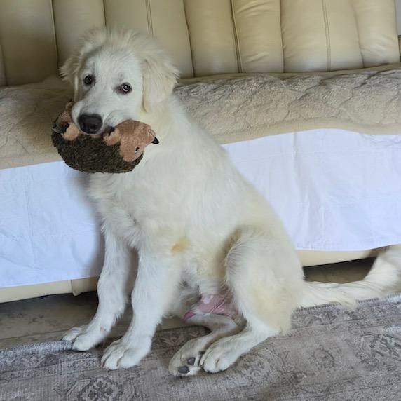 Enlarge Einstein, a Adoptable Great Pyrenees in Creston, CA image 1/4