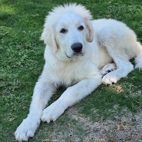 Enlarge Einstein, a Adoptable Great Pyrenees in Creston, CA image 2/4
