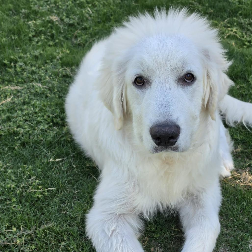 Enlarge Einstein, a Adoptable Great Pyrenees in Creston, CA image 3/4