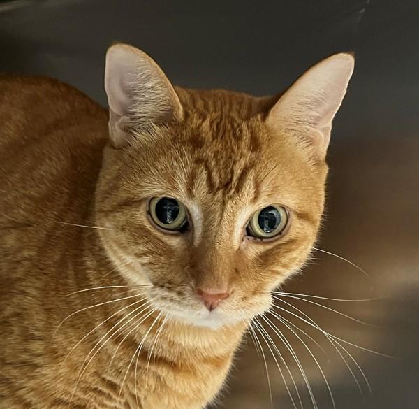 Enlarge Liam, a Adoptable mixed breed in Golden, CO image 1/2