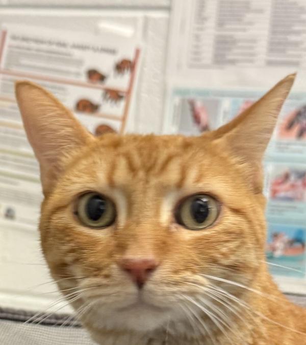 Enlarge Liam, a Adoptable mixed breed in Golden, CO image 2/2