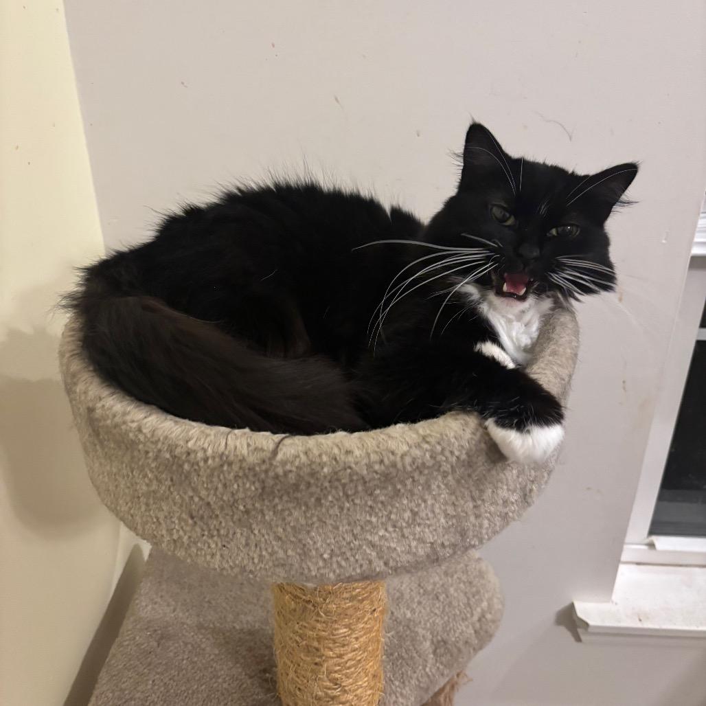 Enlarge Daisy May, a Adoptable Domestic Medium Hair in Columbia, MO image 1/3