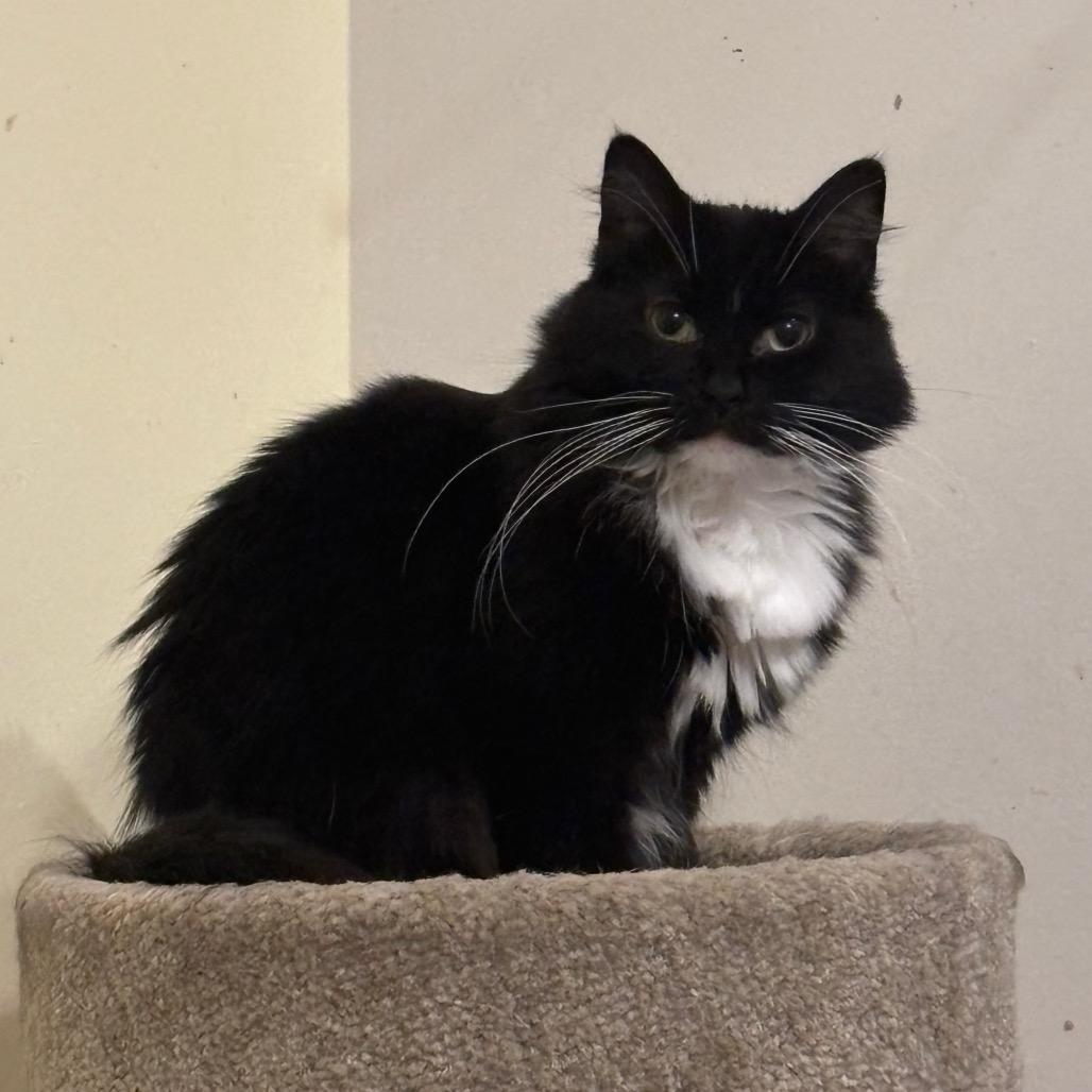 Enlarge Daisy May, a Adoptable Domestic Medium Hair in Columbia, MO image 2/3