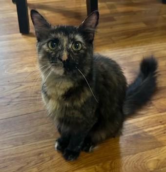 Xena, adopted, Adult Female Tortoiseshell.