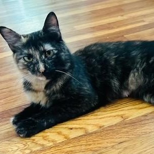 Enlarge Xena, an adopted Tortoiseshell in west Warwick, RI image 2/3