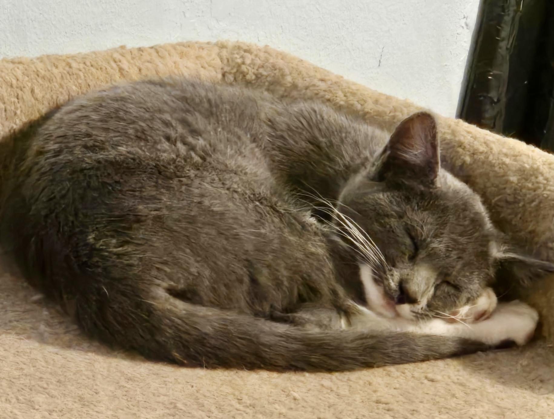 Enlarge Opalite, a ADOPTABLE mixed breed in Pocatello, ID image 3/3