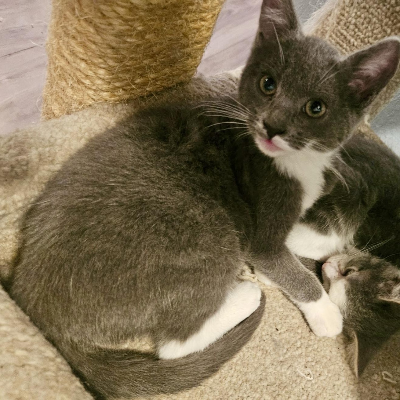 Enlarge Opalite, a ADOPTABLE mixed breed in Pocatello, ID image 1/3