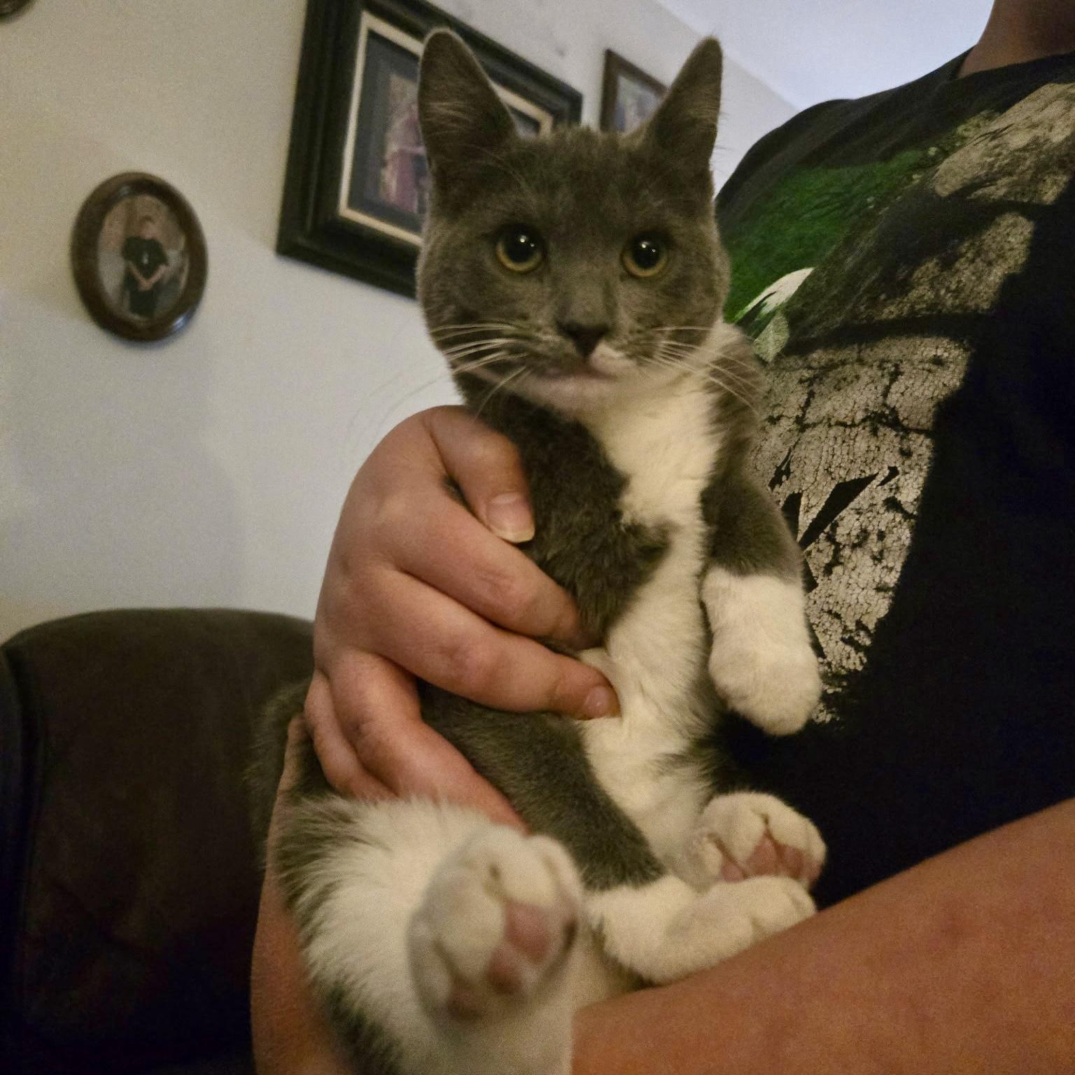 Enlarge Opalite, a ADOPTABLE mixed breed in Pocatello, ID image 2/3