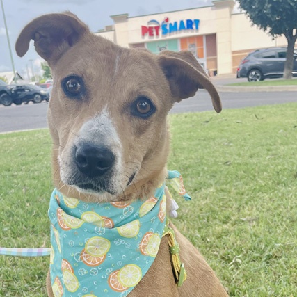 Enlarge Pumpkin, a Adoptable mixed breed in Oklahoma City, OK image 2/6