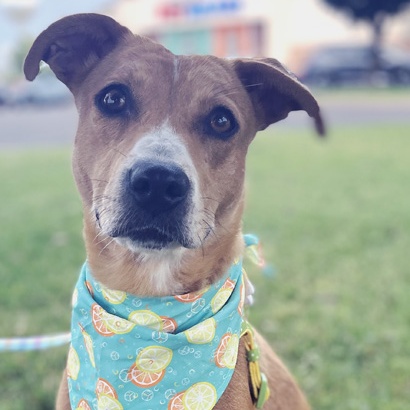 Enlarge Pumpkin, a Adoptable mixed breed in Oklahoma City, OK image 5/6