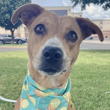 Enlarge Pumpkin, a Adoptable mixed breed in Oklahoma City, OK image 1/6