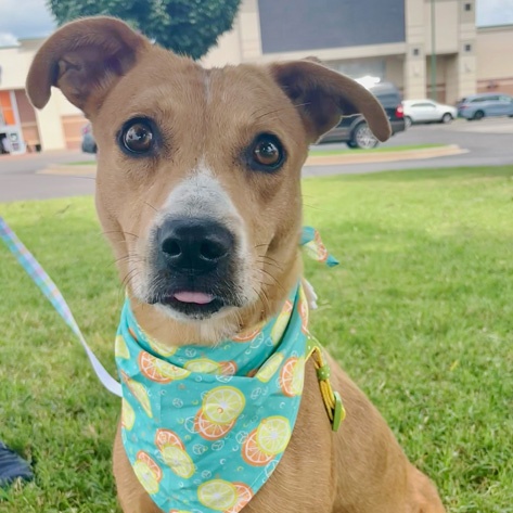 Enlarge Pumpkin, a Adoptable mixed breed in Oklahoma City, OK image 6/6