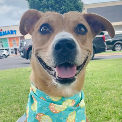Enlarge Pumpkin, a Adoptable mixed breed in Oklahoma City, OK image 4/6