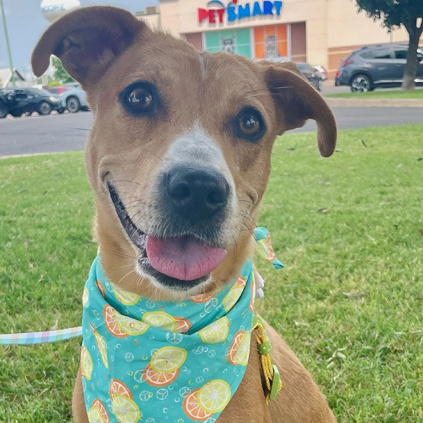 Enlarge Pumpkin, a Adoptable mixed breed in Oklahoma City, OK image 3/6