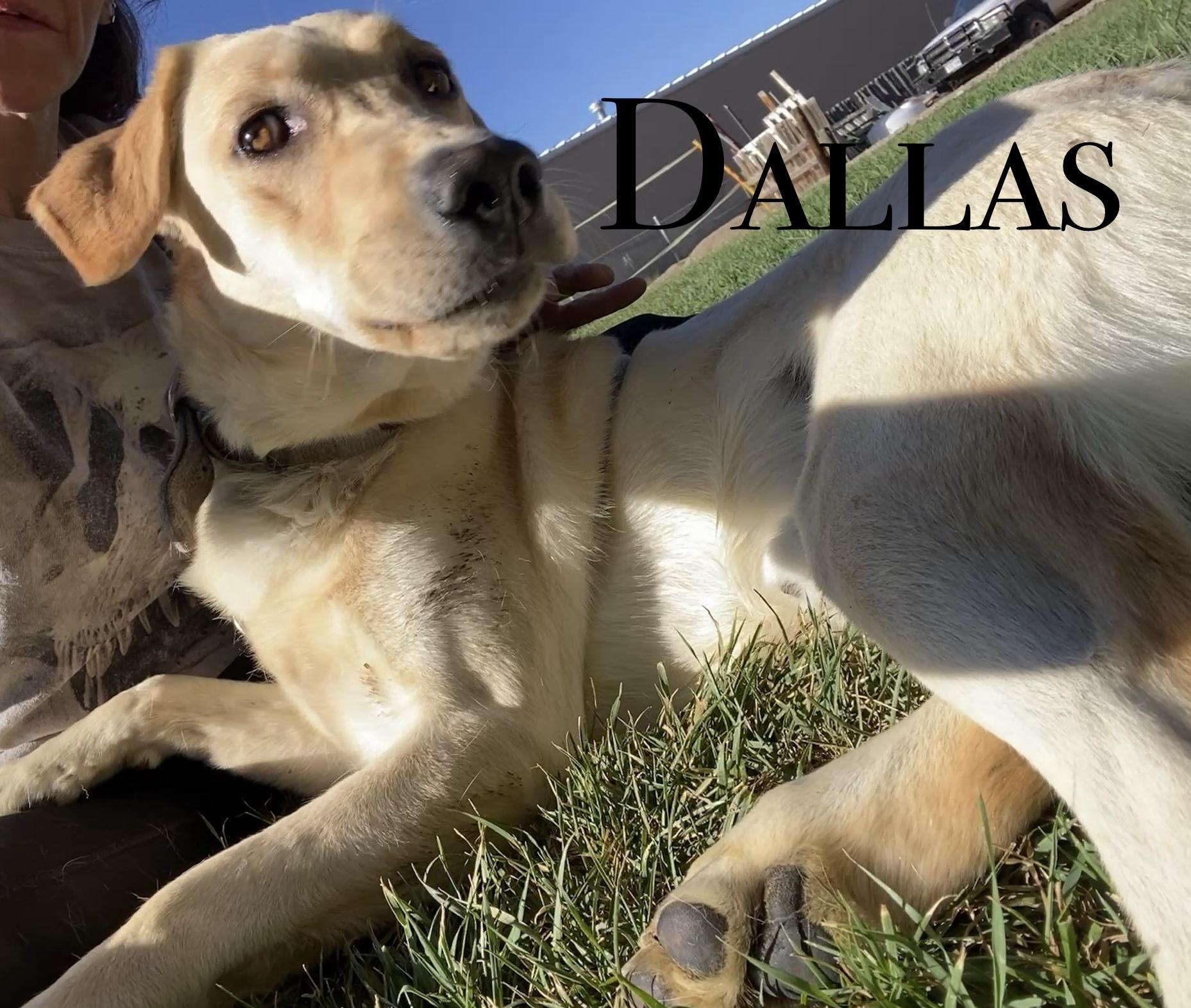 Dallas, an adoptable Labrador Retriever in Craig, CO, 81625 | Photo Image 1