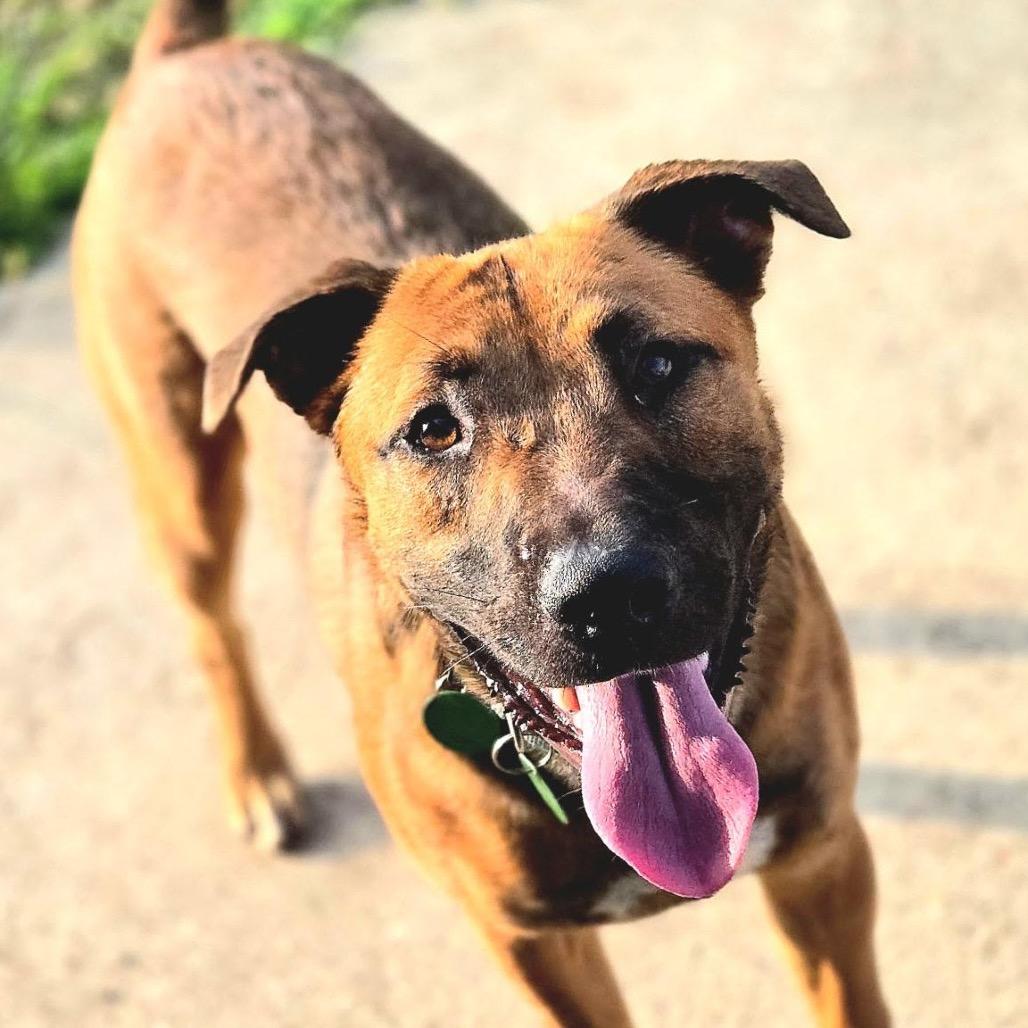 Enlarge Zeus, a Adoptable mixed breed in New Orleans, LA image 2/6