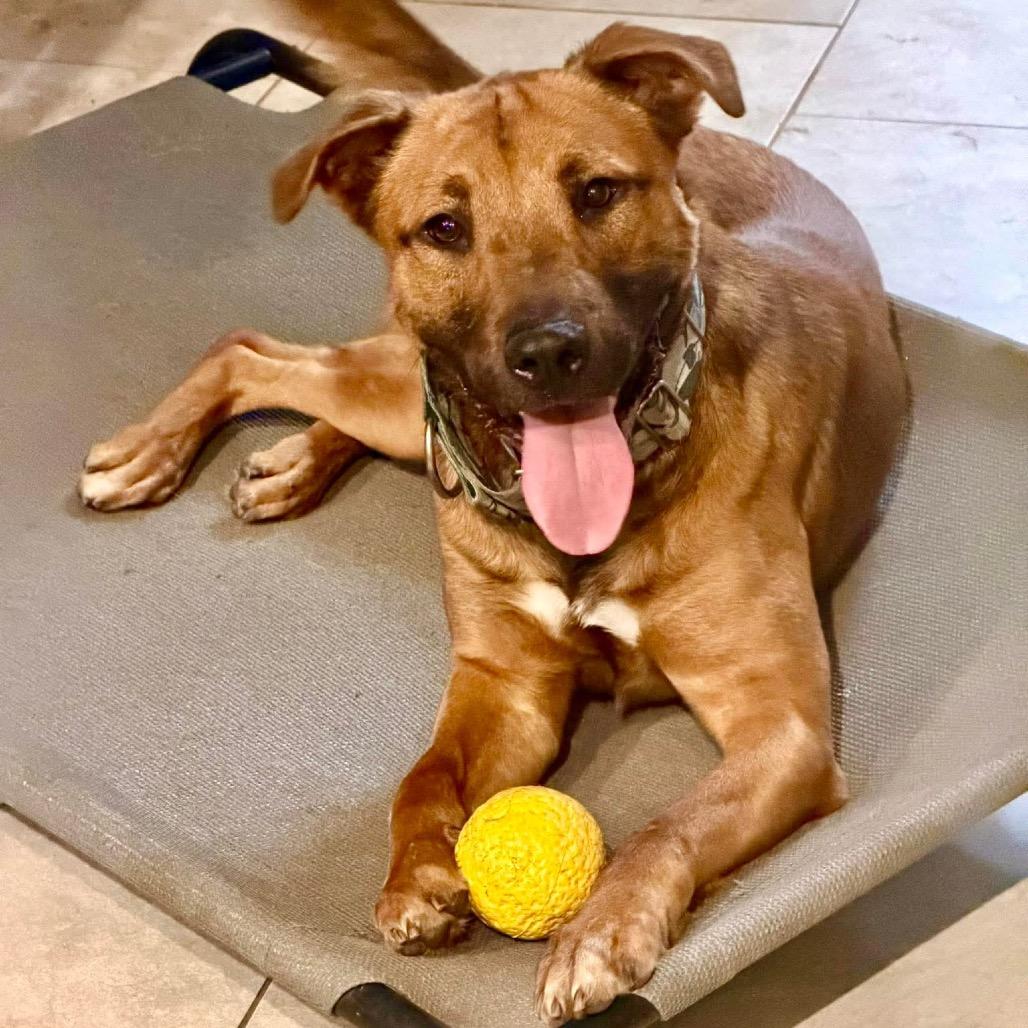 Enlarge Zeus, a Adoptable mixed breed in New Orleans, LA image 3/6