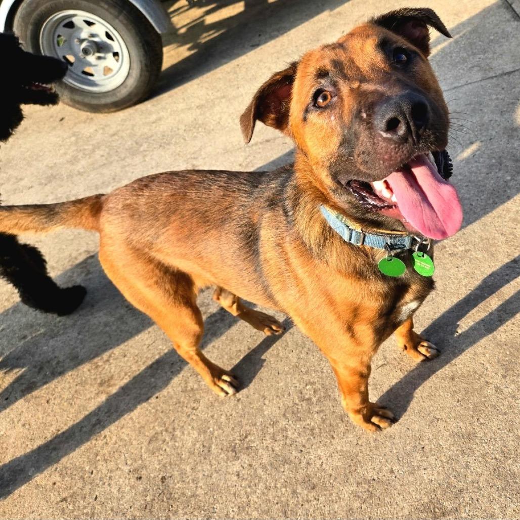 Zeus, a Adoptable mixed breed in New Orleans, LA image 3/6