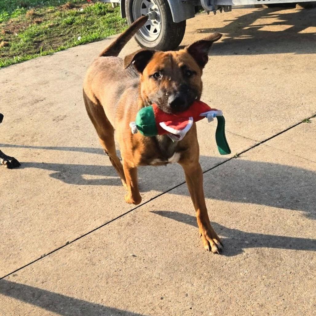 Zeus, a Adoptable mixed breed in New Orleans, LA image 4/6