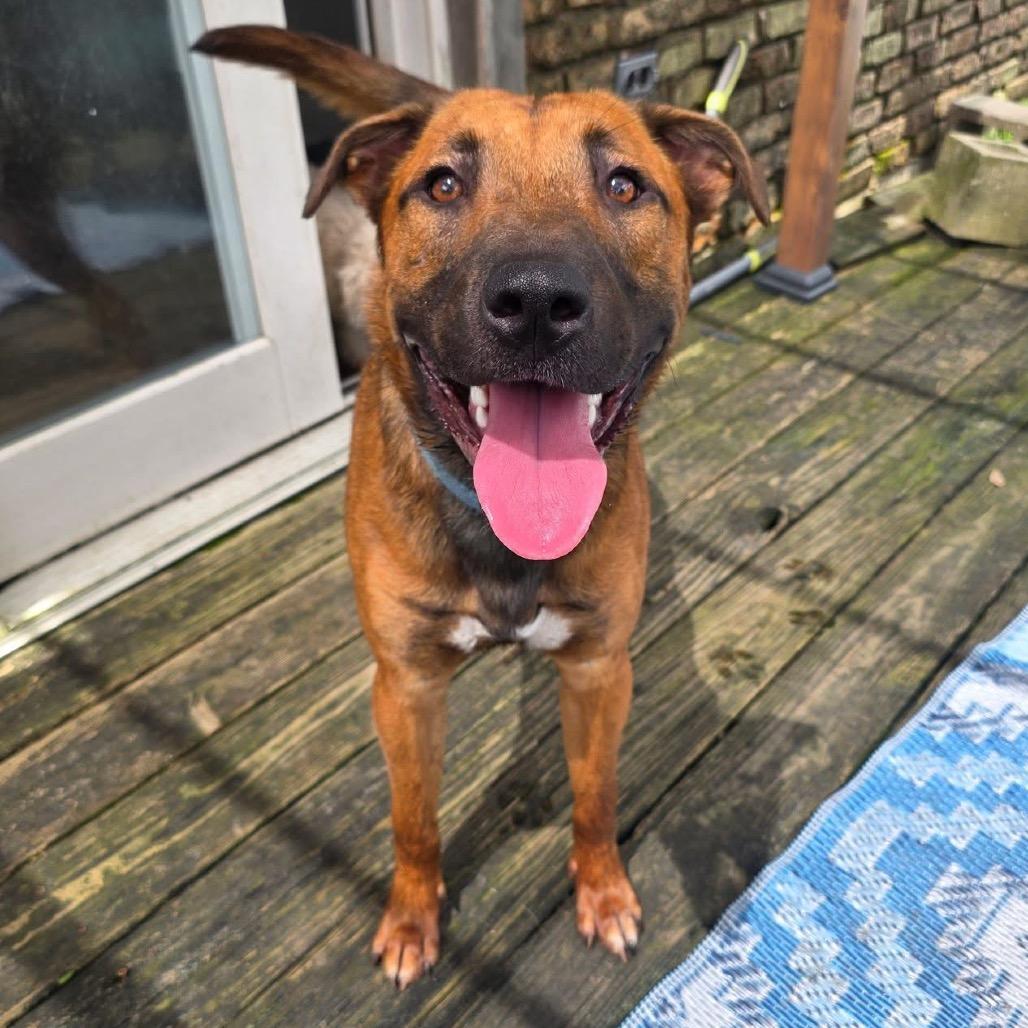 Zeus, a Adoptable mixed breed in New Orleans, LA image 5/6