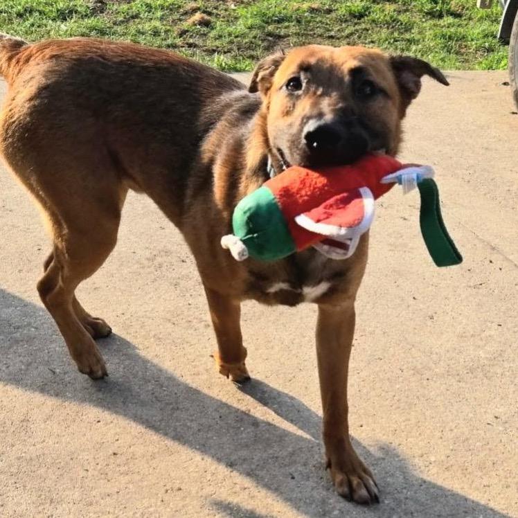 Enlarge Zeus, a Adoptable mixed breed in New Orleans, LA image 6/6