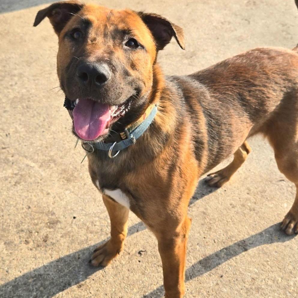 Zeus, a Adoptable mixed breed in New Orleans, LA image 6/6