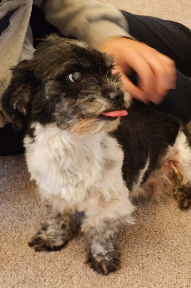 Pulga, Adoptable, Senior Male Maltese & Poodle.