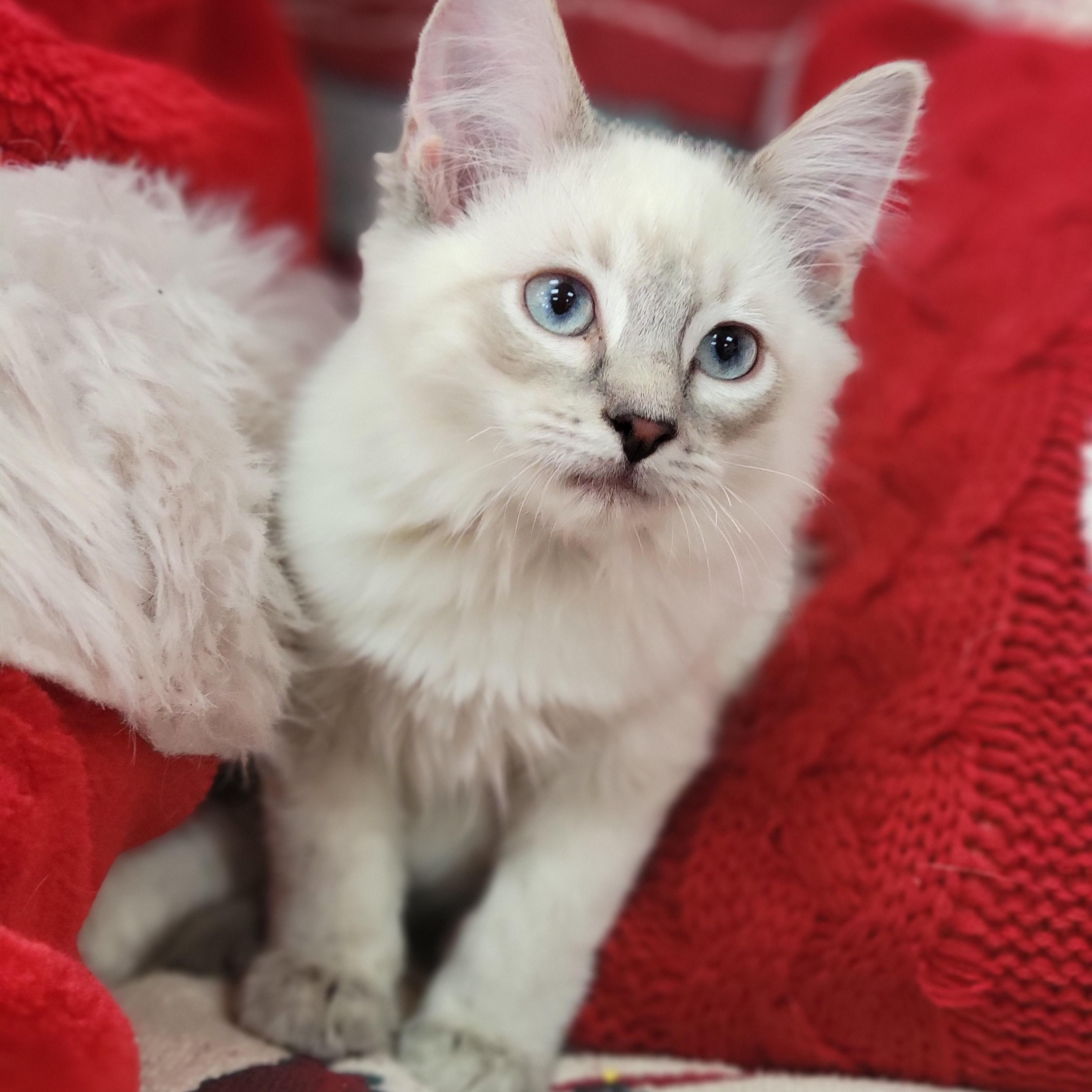 Ren, adopted, Kitten Male Domestic Long Hair.