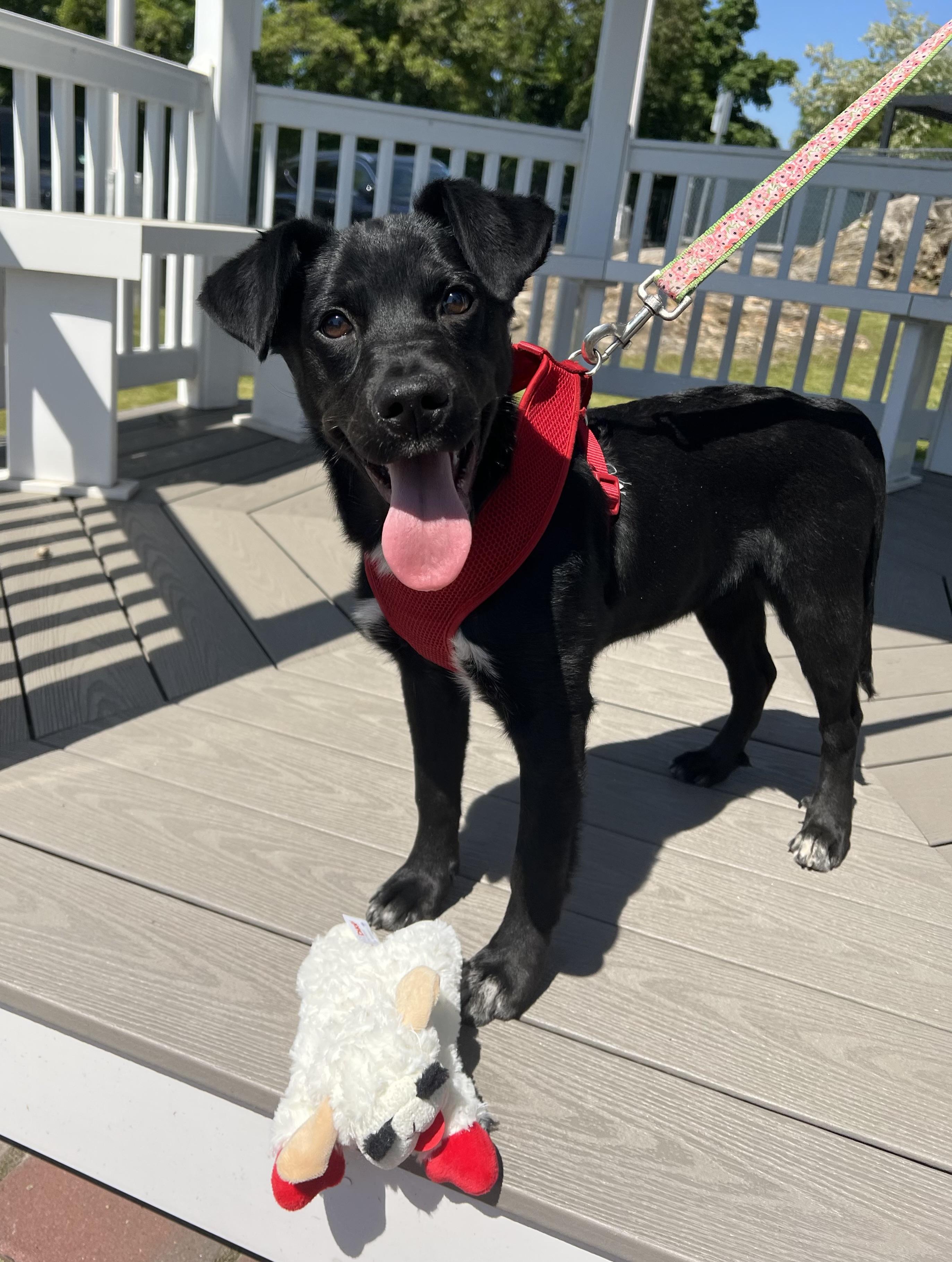 Twinkie, ADOPTABLE, Puppy Female Labrador Retriever.