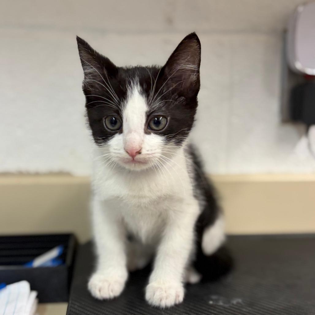 Enlarge Oreo, a Adoptable Domestic Short Hair in Ardmore, OK image 1/1