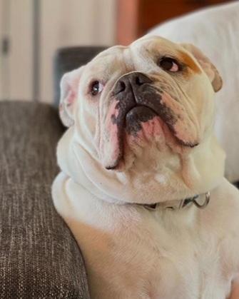 Enlarge Peach, a Adopted English Bulldog in Woodland Hills, CA image 1/1