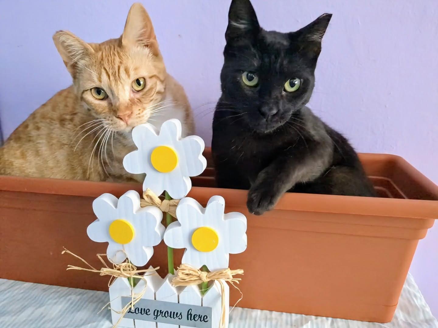 Tiger Lilly & Daisy (sister duo), Young Female unknown