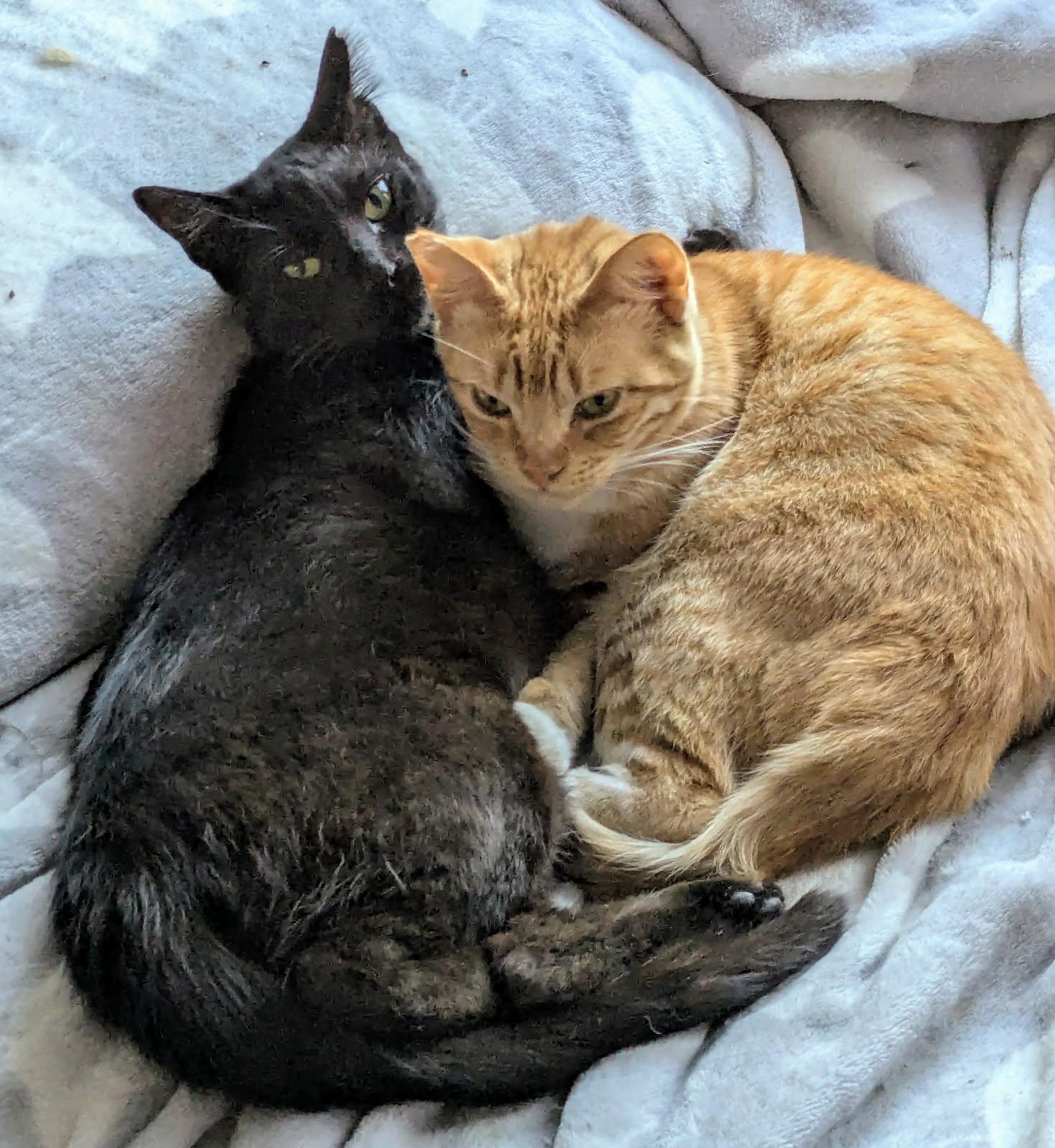 Tiger Lilly & Daisy (sister duo) photo 4