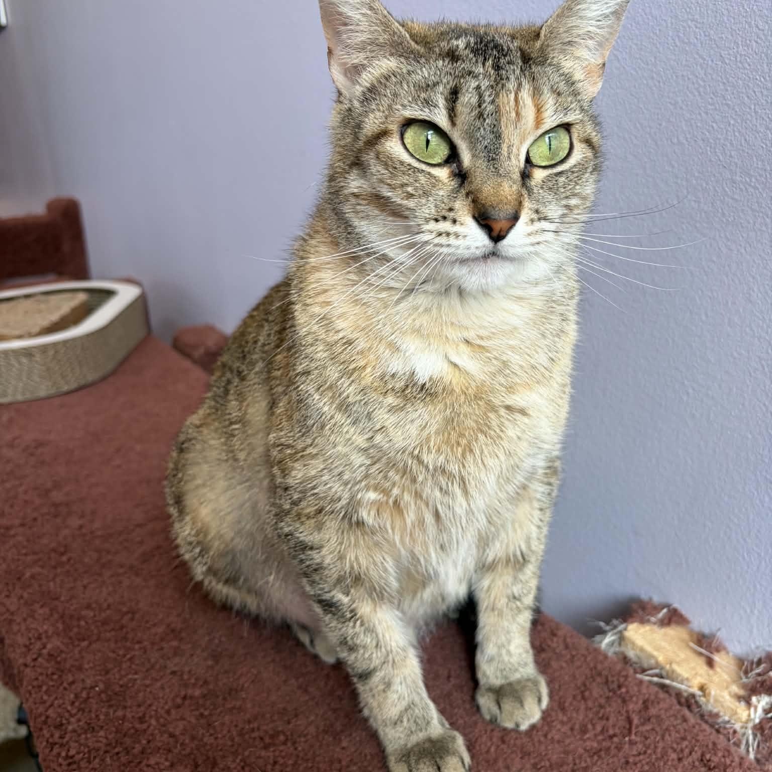 Enlarge Cuddles (cat café) , a ADOPTABLE Torbie in West Lafayette, IN image 2/5