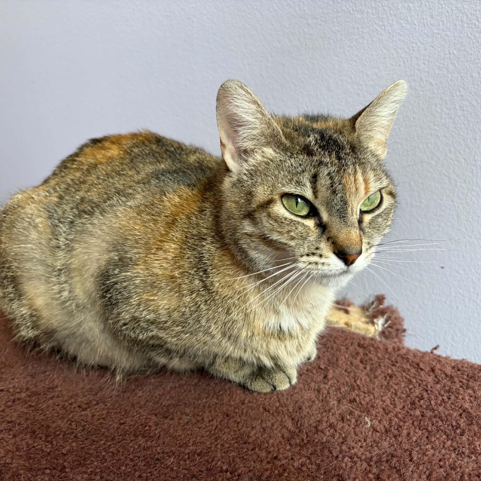 Cuddles (cat café) , ADOPTABLE, Adult Female Torbie.