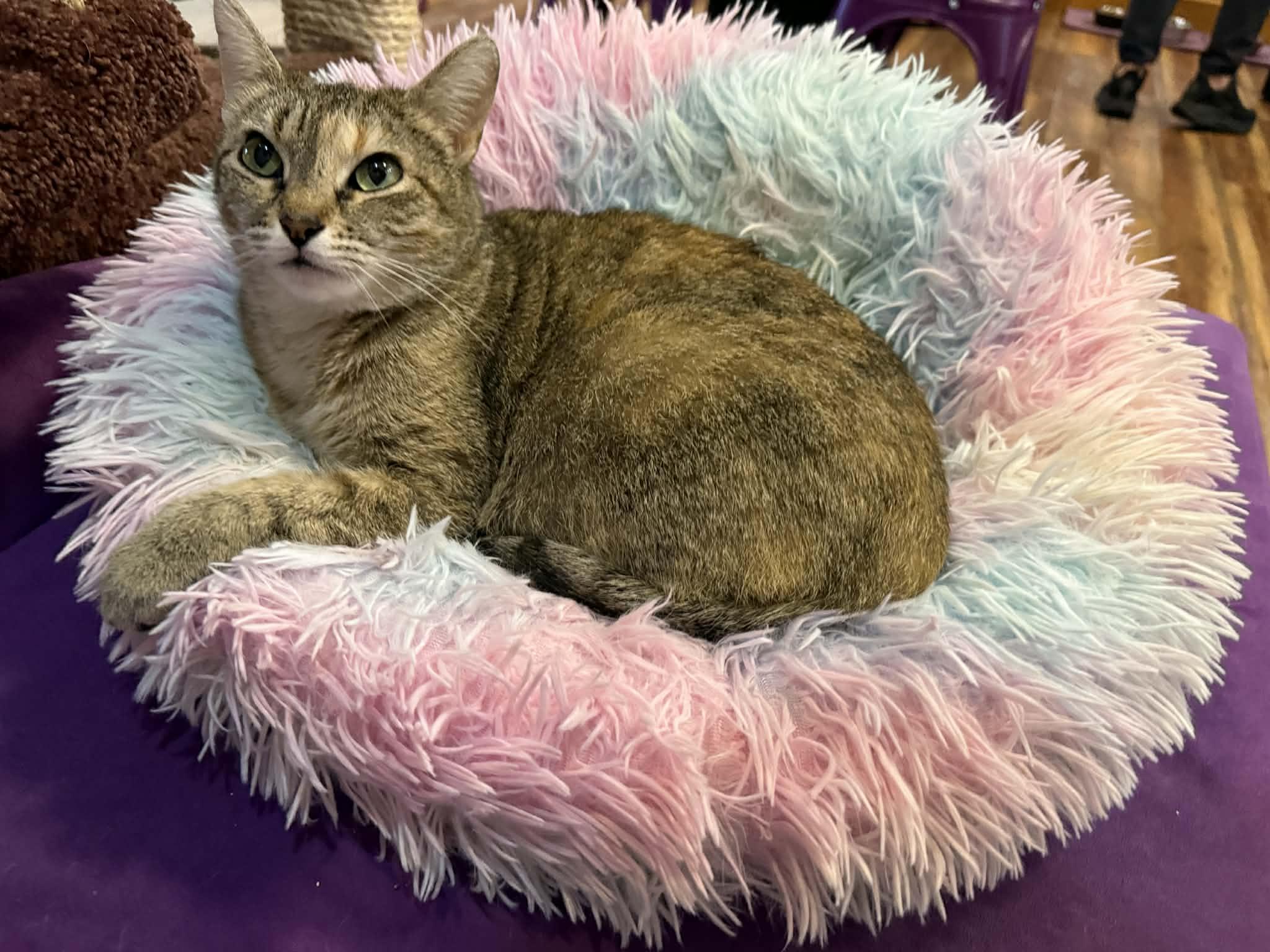 Enlarge Cuddles (cat café) , a ADOPTABLE Torbie in West Lafayette, IN image 1/5
