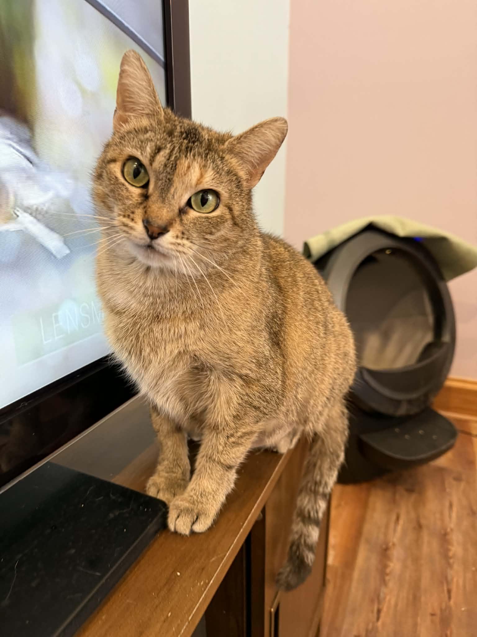 Enlarge Cuddles (cat café) , a ADOPTABLE Torbie in West Lafayette, IN image 4/5