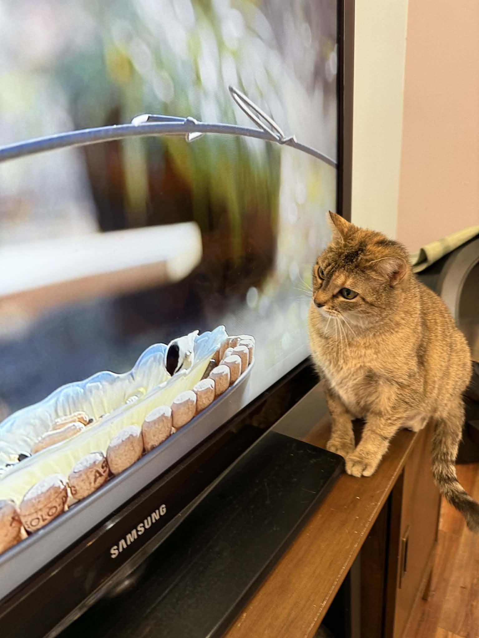 Enlarge Cuddles (cat café) , a ADOPTABLE Torbie in West Lafayette, IN image 5/5