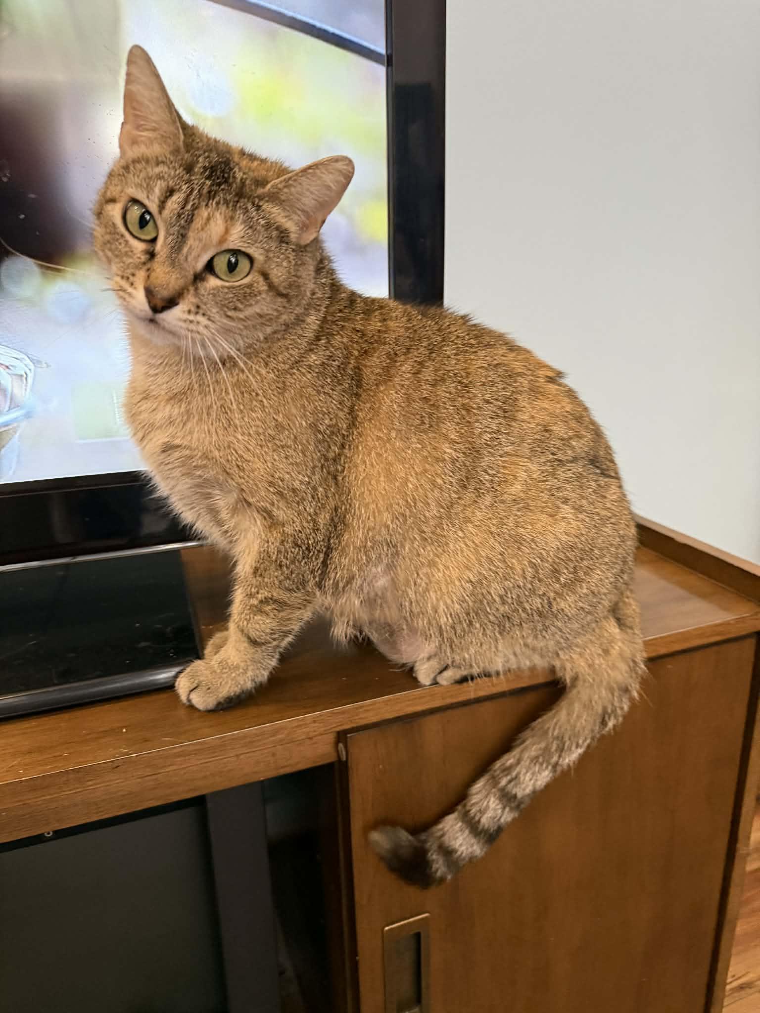 Enlarge Cuddles (cat café) , a ADOPTABLE Torbie in West Lafayette, IN image 2/5