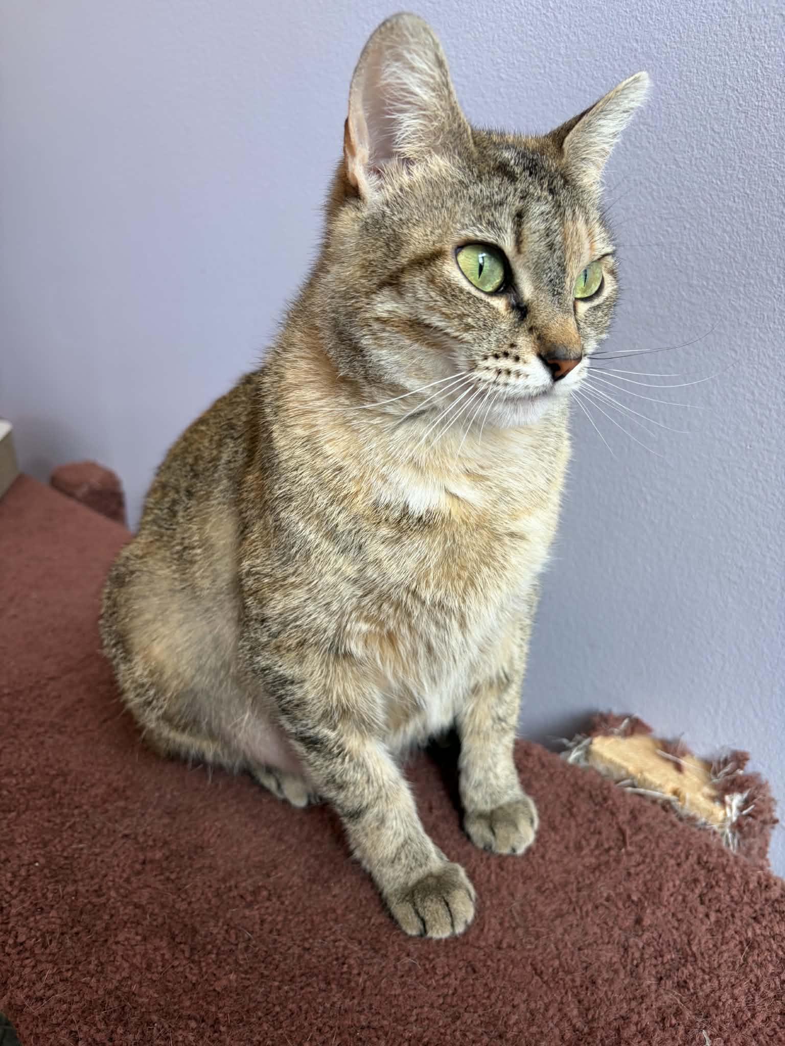 Enlarge Cuddles (cat café) , a ADOPTABLE Torbie in West Lafayette, IN image 5/5