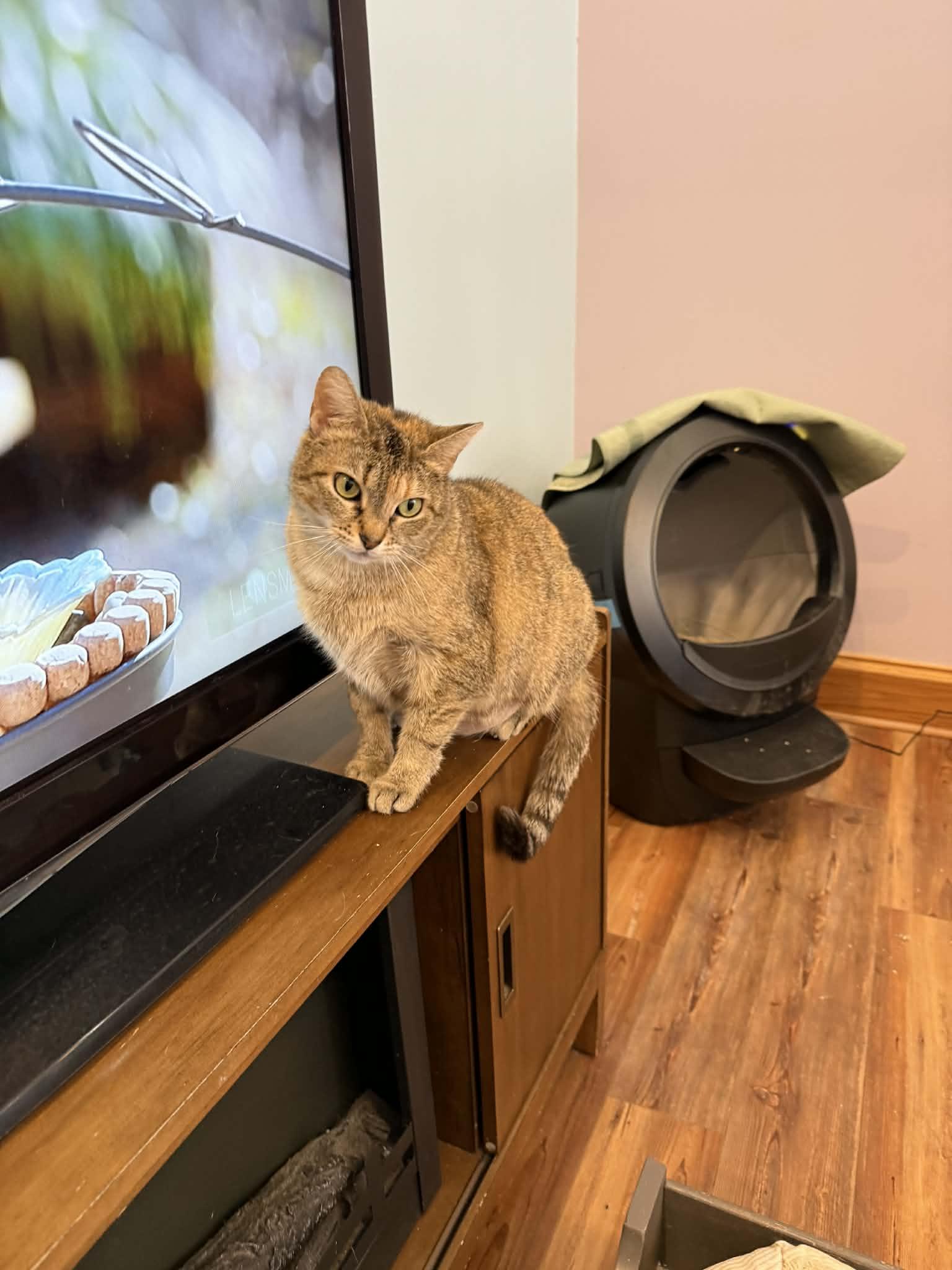 Enlarge Cuddles (cat café) , a ADOPTABLE Torbie in West Lafayette, IN image 3/5