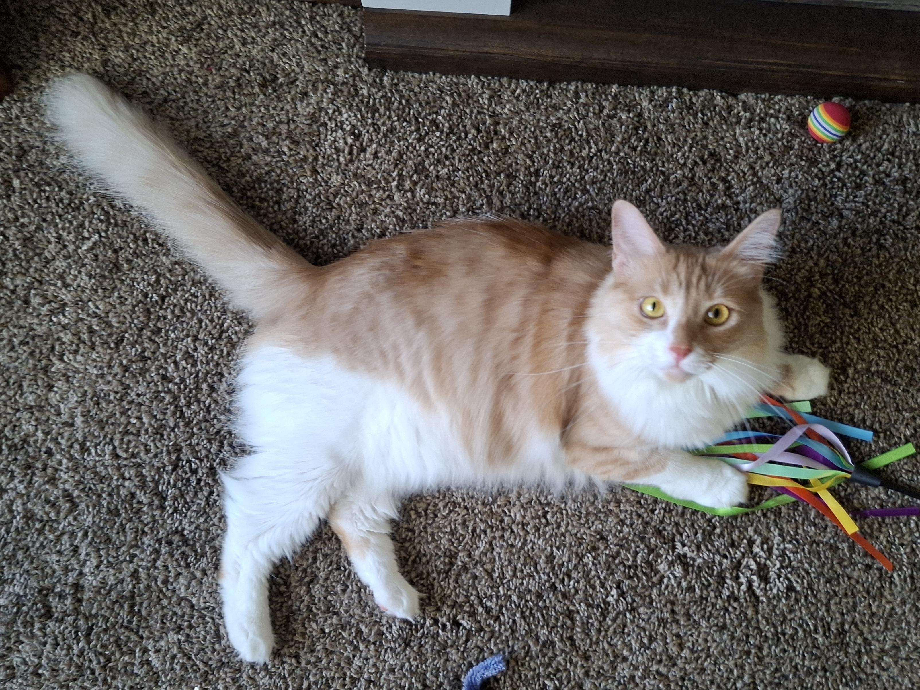 Enlarge Buttercup, a Adoptable mixed breed in Buena Park, CA image 5/6