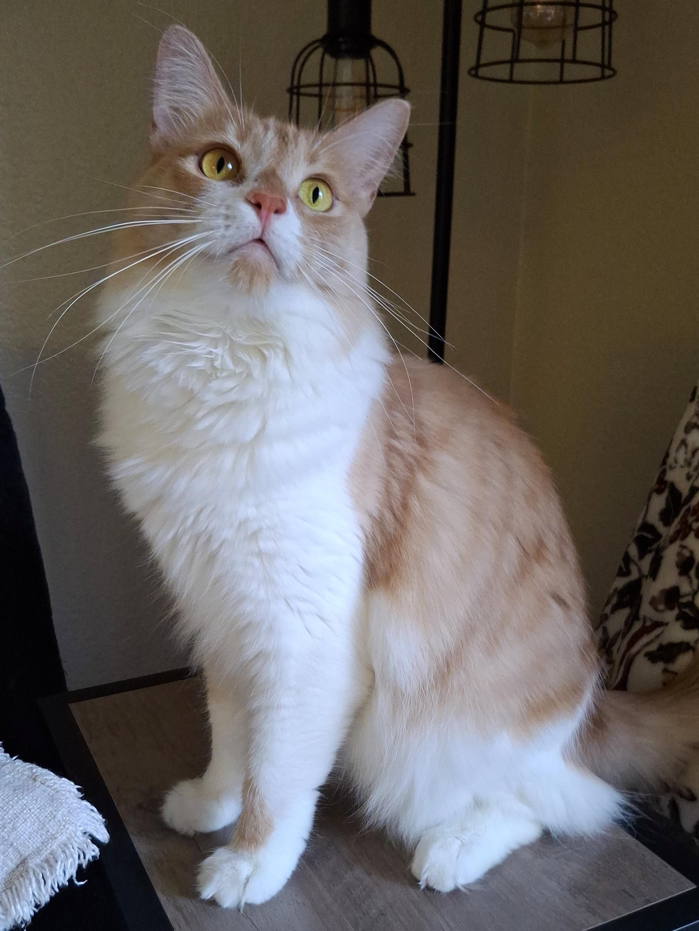 Enlarge Buttercup, a Adoptable mixed breed in Buena Park, CA image 2/6