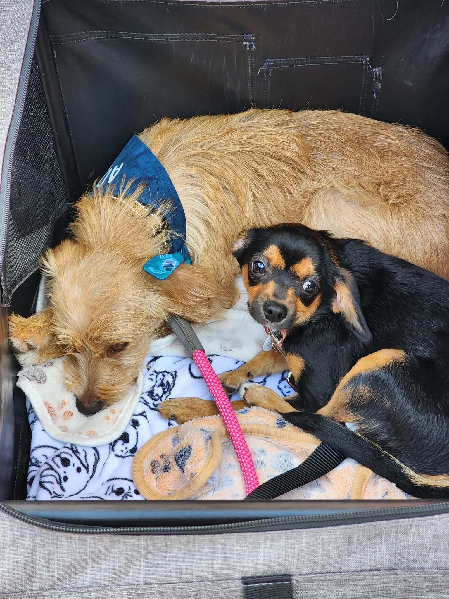 Enlarge Noodle, a ADOPTABLE mixed breed in Corona Del Mar, CA image 2/3