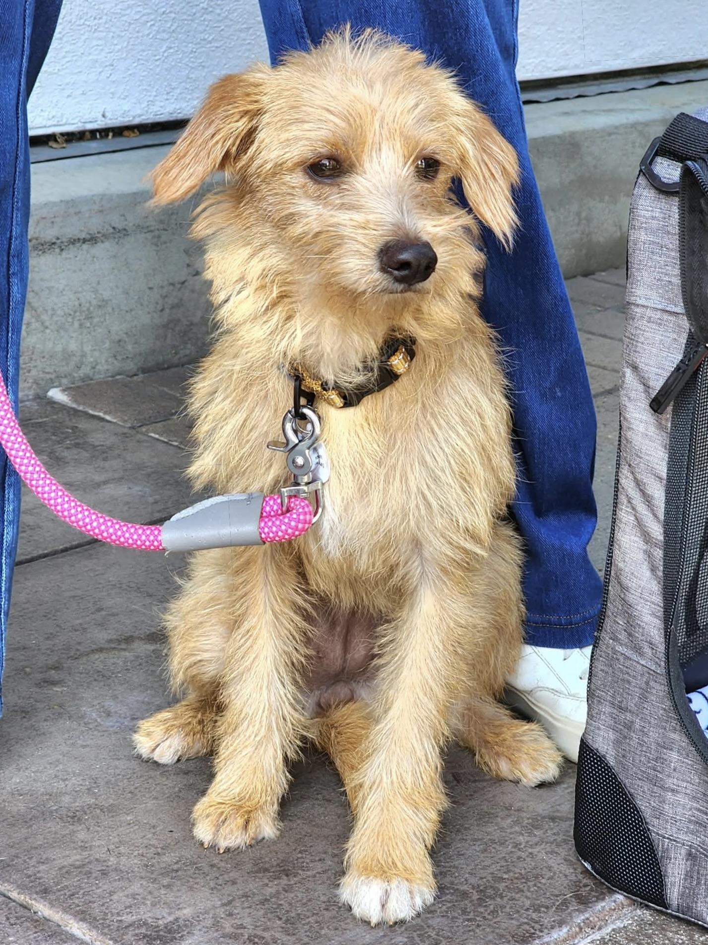 Enlarge Noodle, a ADOPTABLE mixed breed in Corona Del Mar, CA image 1/3